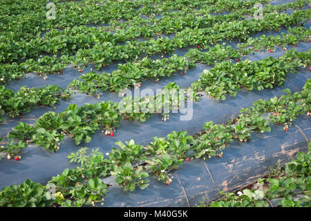 Strawberry farm raw Garten sprinkler Boden mit Kunststoffschutz Implantat schützen in clod Wetter Stockfoto