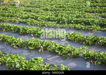 Strawberry farm raw Garten sprinkler Boden mit Kunststoffschutz Implantat schützen in clod Wetter Stockfoto