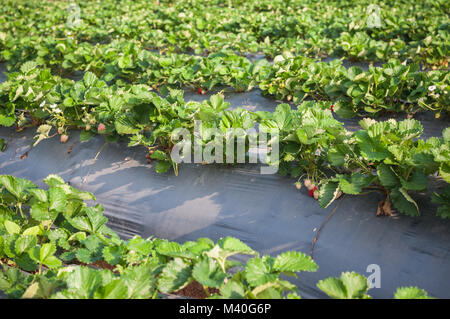 Strawberry farm raw Garten sprinkler Boden mit Kunststoffschutz Implantat schützen in clod Wetter Stockfoto