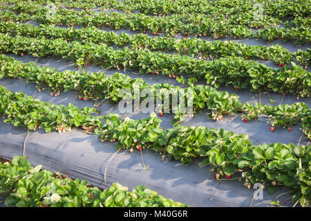 Strawberry farm raw Garten sprinkler Boden mit Kunststoffschutz Implantat schützen in clod Wetter Stockfoto