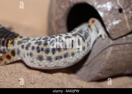 Eine Nahaufnahme eines Leopard gecko Stockfoto