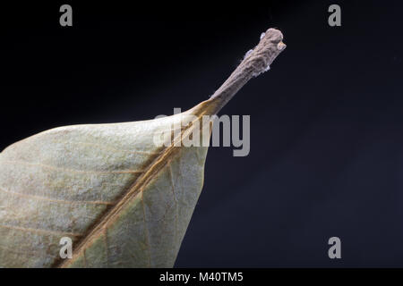 Eine separate welkes Blatt Herbst Mal Stockfoto