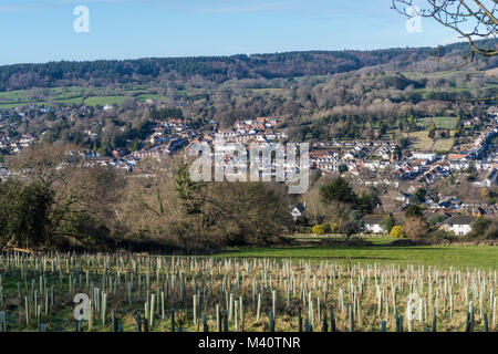 Sapling Bäume an den Hängen des Soldaten bepflanzte Hügel mit Blick über Sidmouth und die Sid Valley Stockfoto