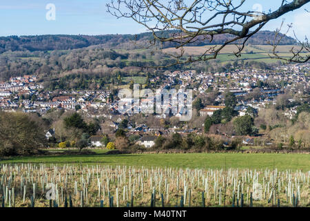 Sapling Bäume an den Hängen des Soldaten bepflanzte Hügel mit Blick über Sidmouth und die Sid Valley Stockfoto