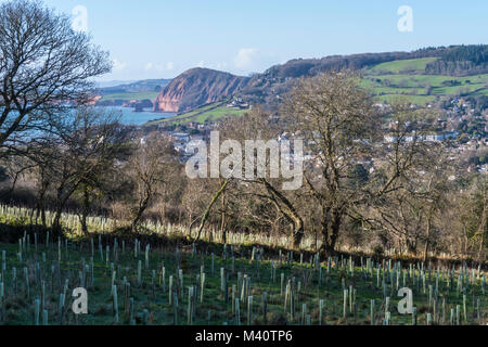 Sapling Bäume an den Hängen des Soldaten bepflanzte Hügel mit Blick über Sidmouth und die Sid-Tal in Richtung Peak Hill und High Peak. Stockfoto