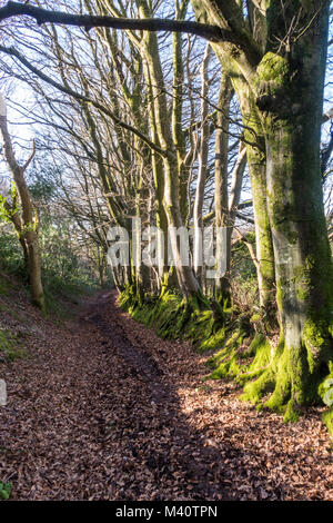 Muddy öffentlichen Fußweg auf den steilen Hängen des Soldaten Hill, Sidmouth Stockfoto