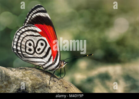 Schöner Schmetterling diaethria auch genannt 88 Stockfoto