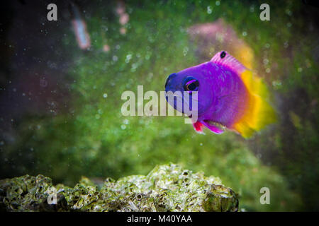 Tropische Fische Royal Gramma Basslet Stockfoto