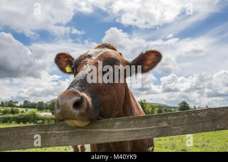 Eine Nahaufnahme einer braunen Kuh den Kopf ruht auf einem Holzzaun auf landwirtschaftlich genutzten Flächen. Stockfoto