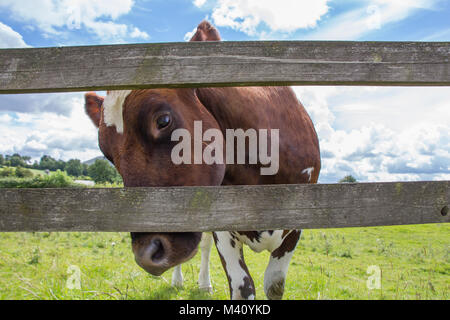 Eine Nahaufnahme einer braunen Kuh Schauen durch einen Holzzaun Stockfoto