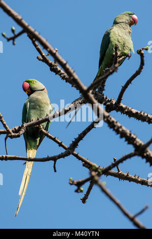 Paar Rose Ringed Parakeet thront auf Zweig eines Baumes Stockfoto