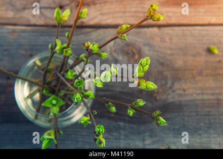 Vase mit Niederlassungen mit junge Triebe von Grün auf der rustikalen Holztisch. Erste kleine grüne Blätter auf einer dünnen Ästen. Feder Konzept erwachen. Vint Stockfoto