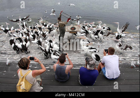 Die Pelican Mann in Kingscote wharf Füttern der wilden Pelikane und ein Informationsgespräch für Touristen Stockfoto