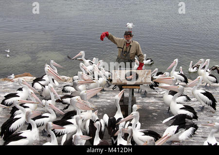Die Pelican Mann in Kingscote wharf Füttern der wilden Pelikane und ein Informationsgespräch für Touristen Stockfoto