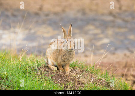 Wildes britisches Kaninchen (Oryctolagus cuniculus) blickt geradeaus, setzt sich auf seine Geigen, auf Grasland in der Nähe seines warren. Stockfoto