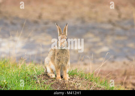 Vorderansicht Nahaufnahme des alarmiert wilden Kaninchens aus Großbritannien (Orycolagus cuniculus), isoliert auf Gras, das aufrecht auf seinen Haunsen sitzt und hoch anstarrende, lange Hünenohren anstarrt. Stockfoto