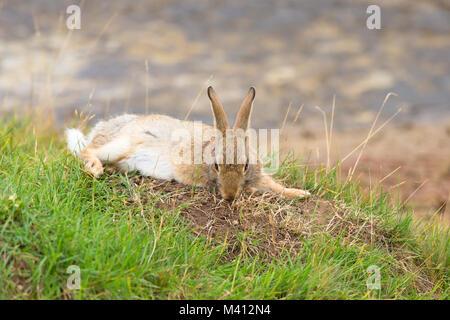 Wild UK Kaninchen Tier (Oryctolagus cuniculus) isoliert im Freien, liegend auf Gras in der Nähe seiner warren. Stockfoto