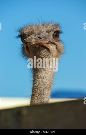 Strauß close-up. Angesichts einer Strauß Vogel aus der Nähe und persönlich. Stockfoto