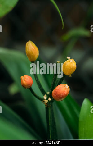 Clivia miniata Blume (Natal Lily, Bush Lily, Kaffir Lily) im Botanischen Garten. Stockfoto
