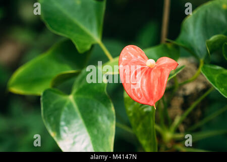 Red Anthurium Andraeanum Blume im Botanischen Garten. Stockfoto