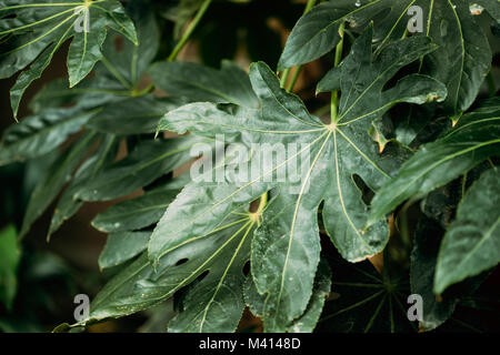 Grüne Blätter von Fatsia Japonica im Botanischen Garten. Stockfoto