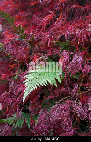 Die frischen grünen Farbton einer Bracken fern (Pteridium aquilinum) kontrastiert mit der umliegenden rotes Laub, Südengland. Stockfoto