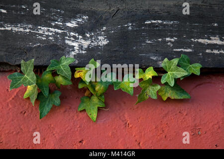 Efeu wächst an der Wand eines Fachwerkhauses im Campagne-lès-Boulonnais, Pas-de-Calais, Frankreich. Stockfoto