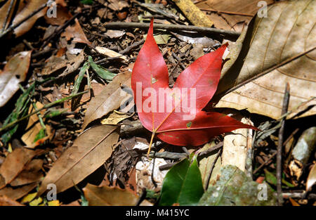 Rote trockene Maple Leaf in einer anderen Art von treibt in den Wald Stockfoto