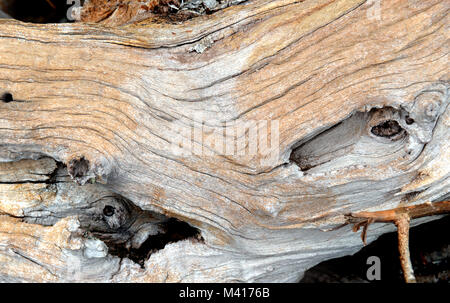 Alte und trockene Big Wood aus der Natur Stockfoto