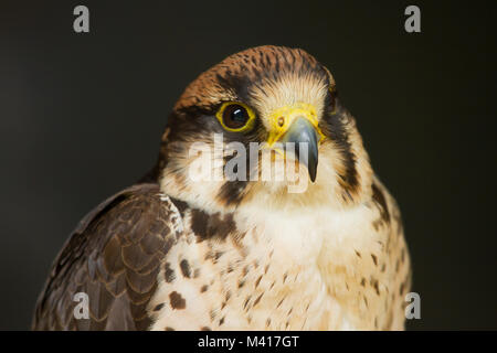 Foto Portrait einer schönen Lannerfalke Stockfoto