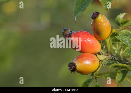 Heckenrose (Rosa Canina) Close-up von Hagebutten, West Yorkshire, England, Septemb er Stockfoto