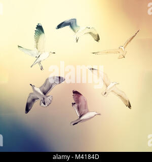 Abbildung von fliegenden Möwen in einem Kreis auf einer abstrakten Hintergrund Stockfoto