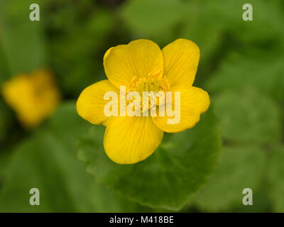 Marsh-Marigold, Caltha palustris Stockfoto