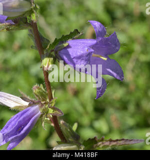 Brennnessel-blättrige Glockenblume, Campanula trachelium Stockfoto