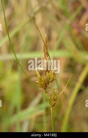 Sand Segge, Carex arenaria Stockfoto