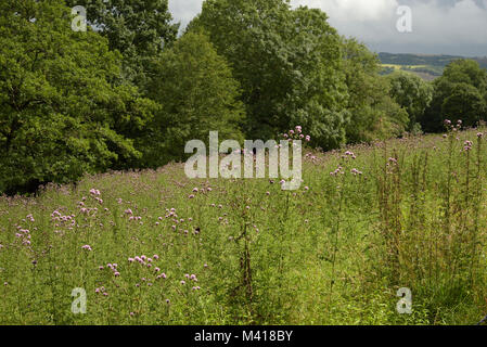 Ein geballtes Anzeige von Creeping Thistle, Cirsium arvense-Spot der Schmetterling Stockfoto