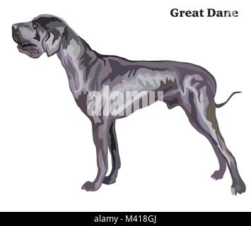 Portrait von ständigen im Profil Dogge, Vektor bunte Abbildung auf weißem Hintergrund Stock Vektor