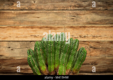 Cactus themed Hintergrund für Beschriftung, Konzept. Schönen grünen Kakteen im Vordergrund mit sehr schönen Holzmöbeln im Landhausstil Hintergrund Stockfoto