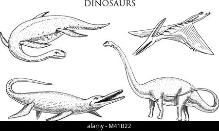 Dinosaurier Elasmosaurus, Mosasaurus, Barosaurus, Diplodocus und Apatosaurus, Pterosaur, Skelette, Fossilien, winged Lizard. Amerikanische prähistorischen Reptilien, Jurassic Tier graviert Hand gezeichnet Vektor. Stock Vektor