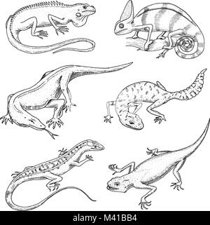 Chameleon Eidechse, grüner Leguan, Komodo Dragon Monitor, Amerikanische Sand, exotische Reptilien und Schlangen, beschmutzt Fat-tailed Gecko. Wilde Tiere in der Natur. lacertian Vector Illustration. graviert Hand gezeichnet. Stock Vektor
