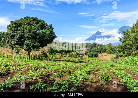 Ackerland im Hochland von Guatemala, Mittelamerika. Vulkan Fuego und Acatenango Vulkan im Hintergrund. Stockfoto