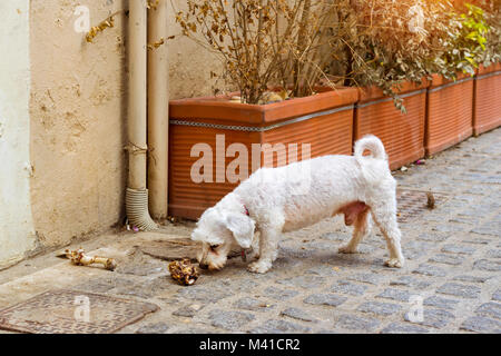 Stray Dog ist ein Knochen kauen auf gepflasterten Straße von Resort sity. Haustier in Resort griechischen Hafen - Stadt Rethymno, Kreta, Griechenland Stockfoto