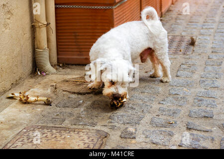 Stray Dog ist ein Knochen kauen auf gepflasterten Straße von Resort sity. Haustier in Resort griechischen Hafen - Stadt Rethymno, Kreta, Griechenland Stockfoto