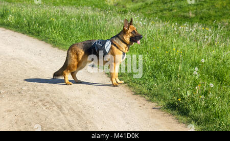 Deutscher Schäferhund zu Fuß in den Wilden, Training im Feld, Trick dog, Spürhund, folgt somebodys Spuren, folgen Sie der Nase, der Sinn des Hundes von Geruch Stockfoto