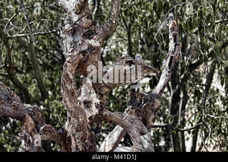 Tot Feigenkaktus (Kaktus) Ungewöhnliche skurrile Formen, seltsame Form, Skelett Pflanzen, Zerfall von Gewebe, sterben. Ein Symbol der grihasti, dis Stockfoto