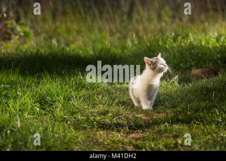 Kleine weiße Katze aufpassen in Licht beim Stehen auf Gras Stockfoto