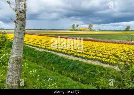 Middleharnis, Niederlande - 18 April 2014: atemberaubende, brillante Tulpenfeld mit Bauernhof Haus im Hintergrund Stockfoto