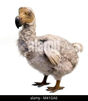 Dodo (Raphus cucullatus). Lebensgroße Modell im Natural History Museum in London. Stockfoto