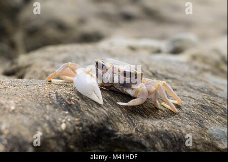 Kleine Krabbe mit großen Augen auf einem Stein in der Nähe eines Meeres Stockfoto