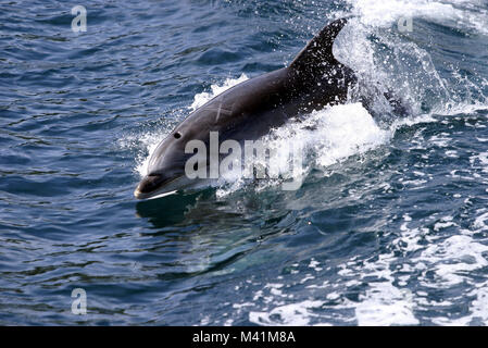 Neuseeland, Nordinsel, ein Delfin in der Bay of Islands Stockfoto